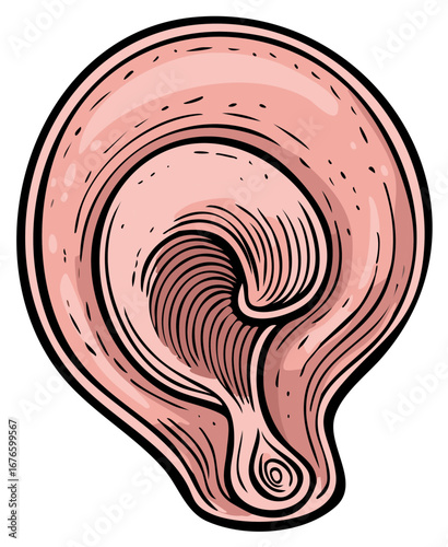 Illustration of a human ear with detailed lines and pink coloring