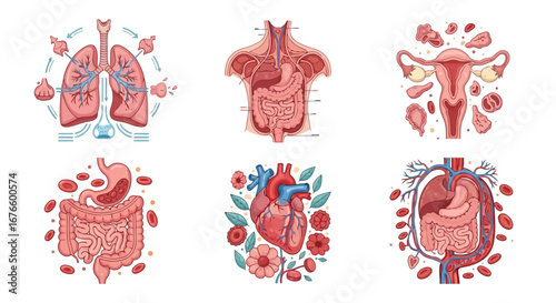 Detailed Vector Illustrations of Human Internal Organs and Systems for Medical and Educational Purposes