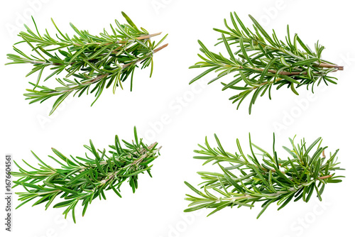 Fresh Rosemary Sprigs Culinary Herb Collection