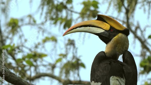 Great Indian Hornbill (Buceros bicornis) at Kaziranga National Park, Assam, India in Natural Habitat and original bird photo. 