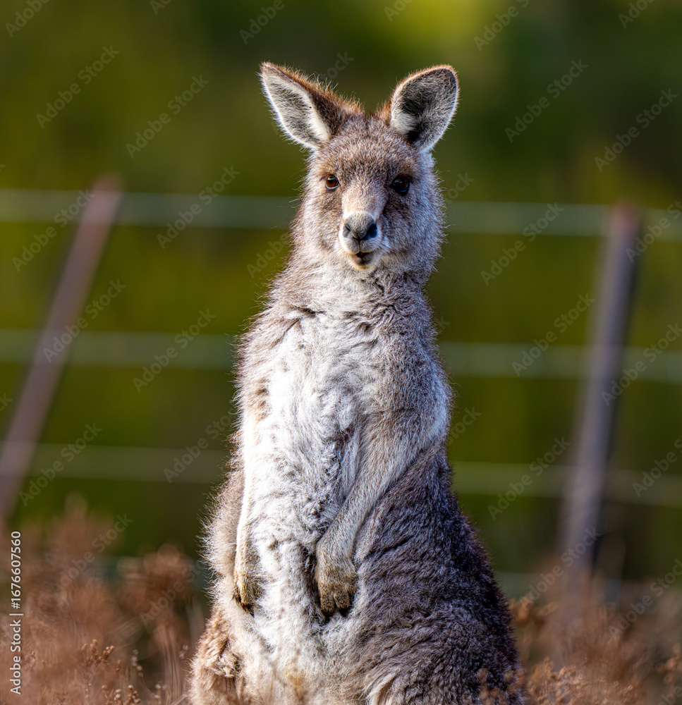 Fototapeta premium Kangaroo portrait