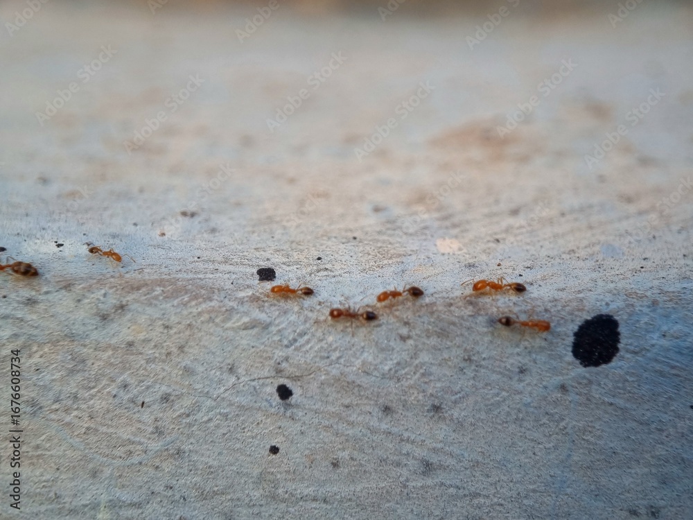 Fototapeta premium A group of red ants walking on the wall texture the morning. Macro