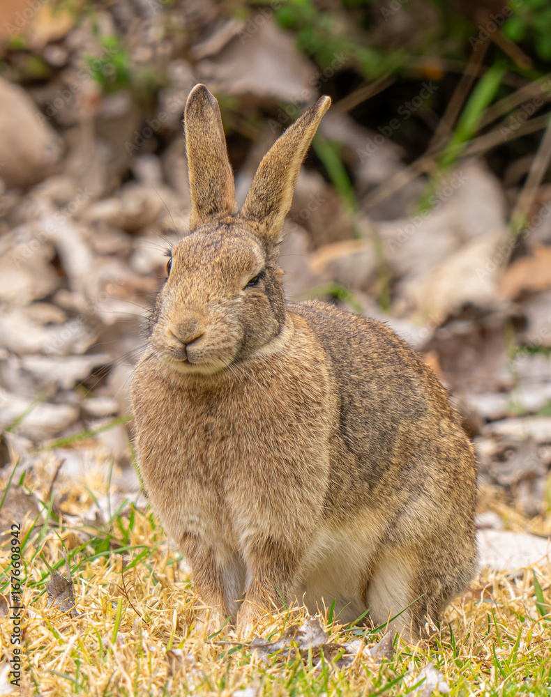 Fototapeta premium rabbit in the garden