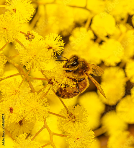 bee on yellow flower