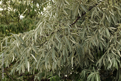 Wallpaper Mural branch of narrow-leaved oleaster (lat. Elaeagnus angustifolia) with fruits Torontodigital.ca