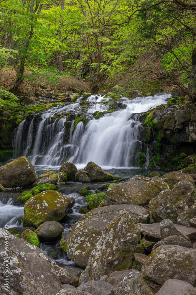 Obraz premium 新緑に囲まれた蓼科大滝と滝ノ湯川の流れ