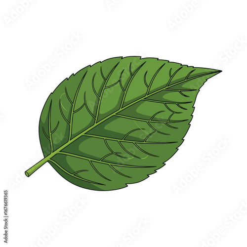A single detailed green leaf isolated on a white background. Fresh foliage from a tree or plant. Nature and ecology concept illustration.
