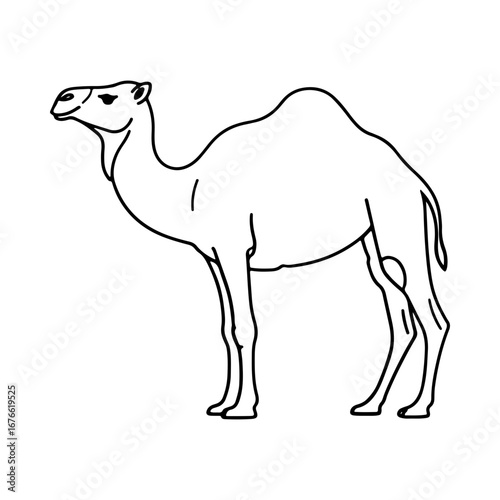 A single line art illustration of a dromedary camel. Simple desert animal drawing, side view profile. Black and white outline for various design uses.