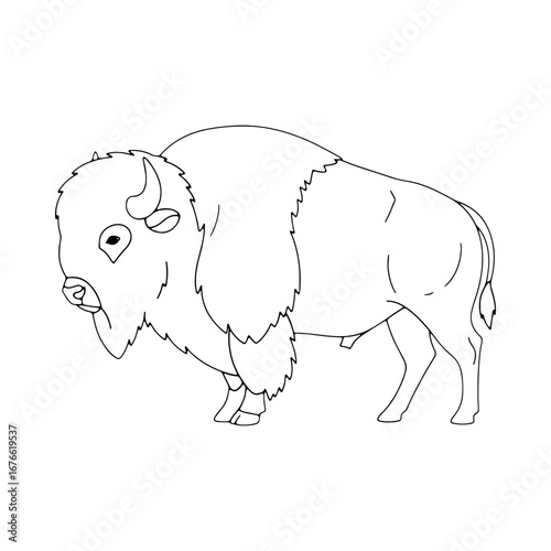 A majestic line art drawing of a North American bison or buffalo. Wild prairie animal illustration, detailed and realistic sketch. Isolated on a white background.