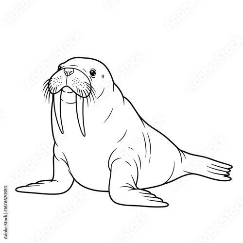 A walrus in a coloring book outline on a white background