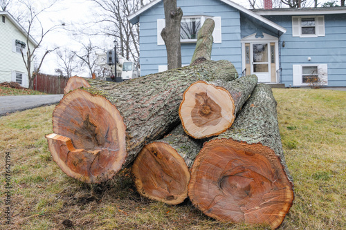 cut tree trunks in the front yard after tree removal
