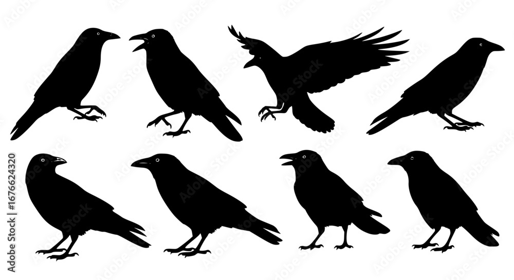 Fototapeta premium Vector art of collection of crow silhouettes in various poses for POD