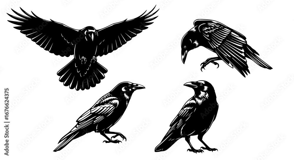 Fototapeta premium Vector art of set of crow silhouettes, vector illustration for POD