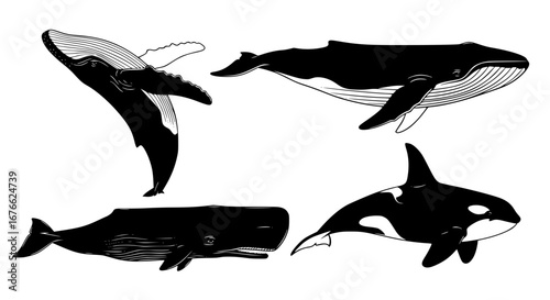Vector art of set of different whales, vector illustration for POD