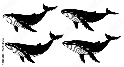 Vector art of collection of humpback whale drawings in black silhouette for POD