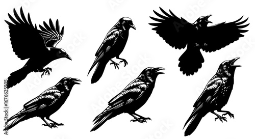 Vector art of collection of crow silhouettes in various poses for POD