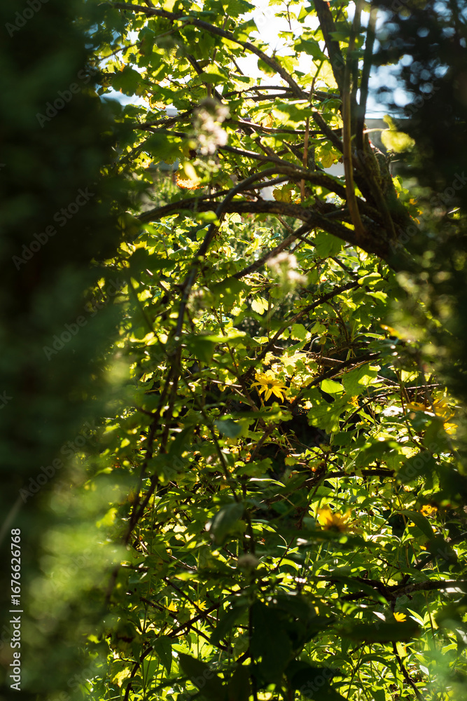 Fototapeta premium Backlit green foliage with branches and soft bokeh