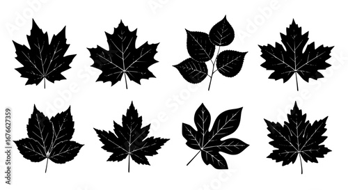 Vector art of collection of different tree leaves silhouette for POD