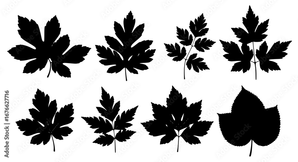 Fototapeta premium Vector art of set of different leaves in black and white style for POD