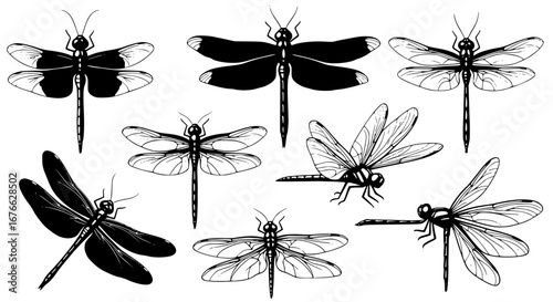 Vector art of dragonfly vector illustration, detailed insect drawing for POD