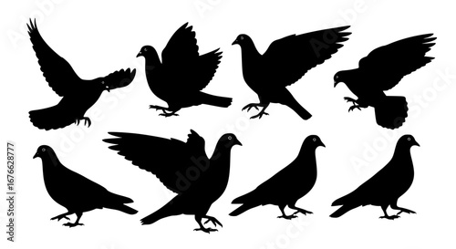 Vector art of set of pigeon silhouettes in different poses, vector art for POD
