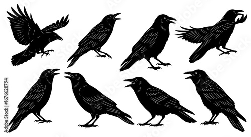 Vector art of collection of black crow silhouettes in different poses for POD