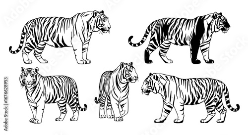 Vector art of tiger silhouettes in different poses for POD