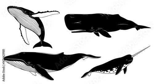 Vector art of diverse group of whales swimming in the ocean for POD