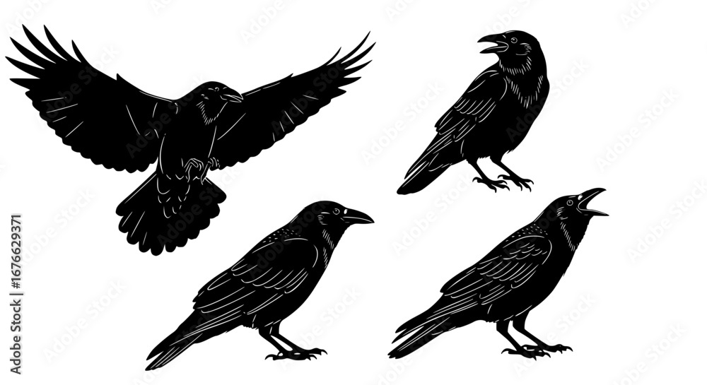 Obraz premium Vector art of silhouette of raven in different poses for POD