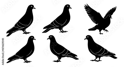 Illustration of pigeons in various poses and angles for POD