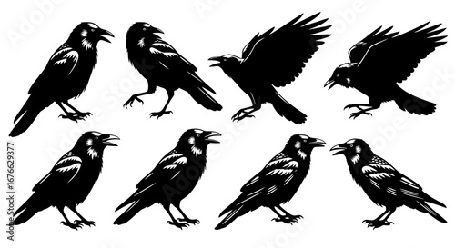 Vector art of crow silhouettes in different poses, vector illustration for POD