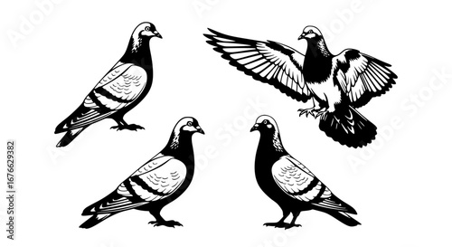 Vector art of pigeon silhouettes in different poses, vector illustration for POD