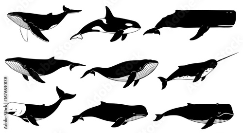 Vector art of collection of whale species illustration for POD