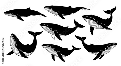 Vector art of collection of humpback whale illustration for POD