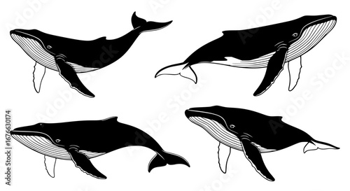 Vector art of whales swimming in the ocean, black and white vector illustration for POD