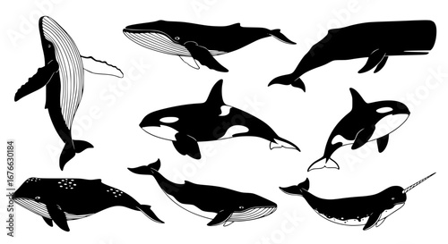 Vector art of set of whale silhouettes, marine mammal vector art for POD