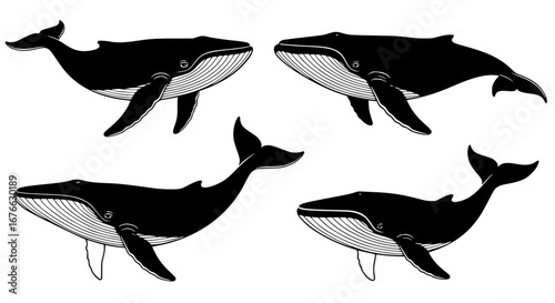 Vector art of four whales swimming in the ocean, for POD