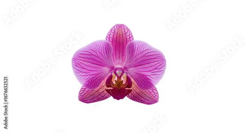 Vibrant Pink Orchid Bloom Against Black Background