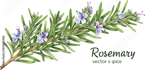 A sprig of rosemary with purple flowers and green leaves on white background on transparent background