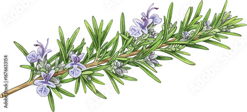 A sprig of rosemary with purple flowers and green leaves on a white background on transparent background