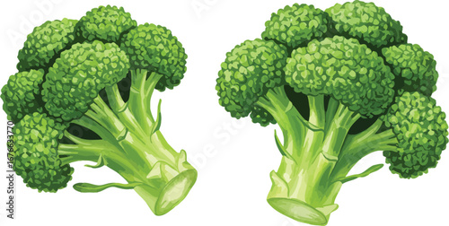 Fresh green broccoli florets on white background for healthy eating and nutrition on transparent background