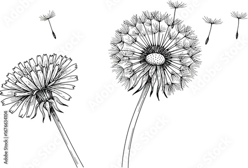Dandelion flowers with seeds blowing away in the wind illustration on transparent background