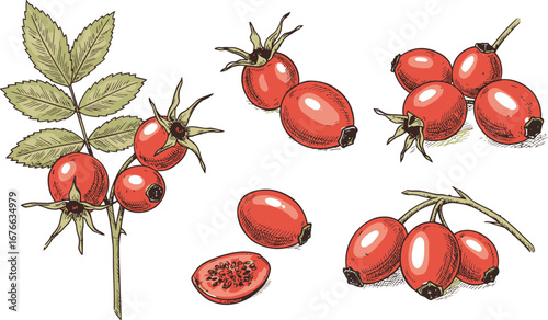 Rose hips fruit and leaves on stem illustration on transparent background