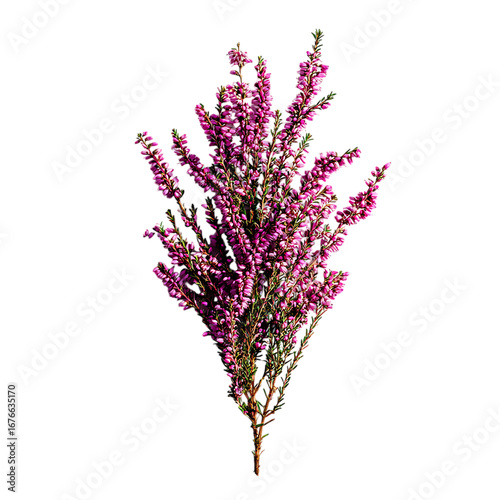 Heather Stem png