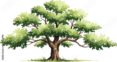 A large tree with green leaves and a thick brown trunk and branches standing alone on transparent background