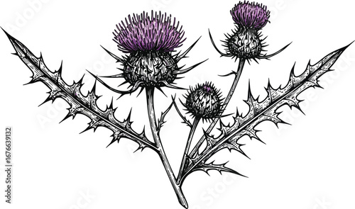 A detailed illustration of a purple thistle plant with sharp spines and flowers on transparent background