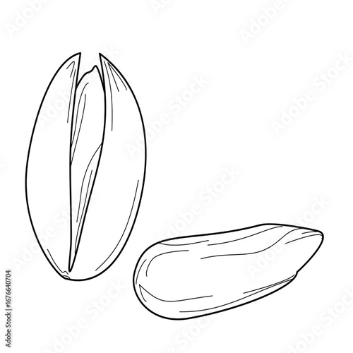 Vector outline drawing of pistachios in shell and kernel. Minimalist hand-drawn food illustration for design and packaging.