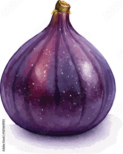 A large purple fig with a brown stem on a white background on transparent background