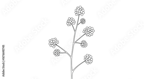  Delicate floral branch illustration with small clustered blooms on a white background for botanical design projects