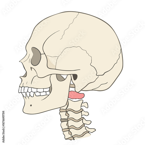 Human skull and cervical vertebrae anatomical illustration head anatomy
